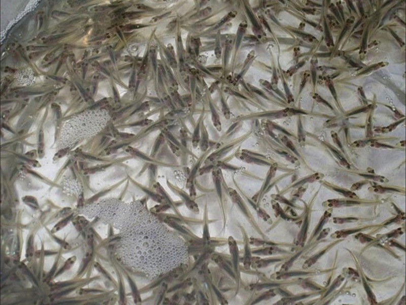 魚苗培育